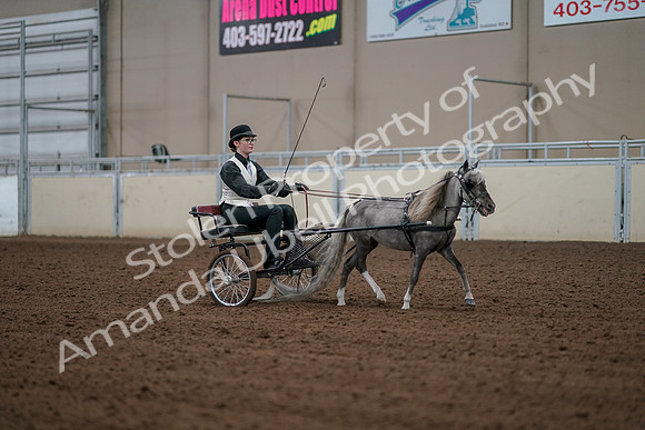 2019 Morgan Horse Show - Aug 30, 2019 - 13400
