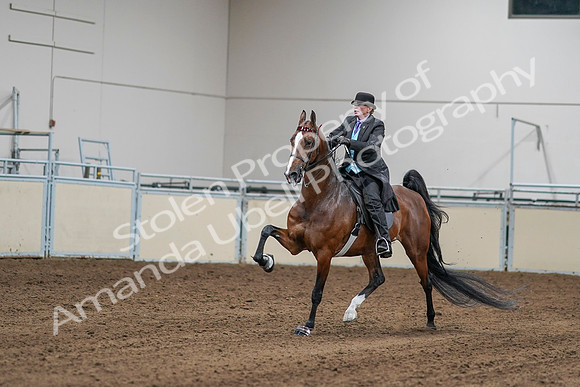 2020 - AB Morgan Horse - Sat, Sept 05 - 13147