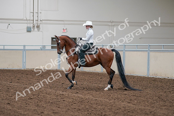 2020 - AB Morgan Horse - Fri, Sept 04 - 03561