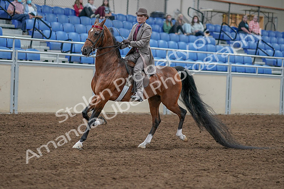 2020 - AB Morgan Horse - Fri, Sept 04 - 11314