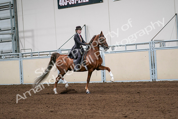2020 - AB Morgan Horse - Sat, Sept 05 - 06442