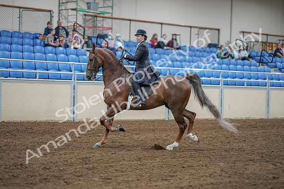 2020 - AB Morgan Horse - Fri, Sept 04 - 11294