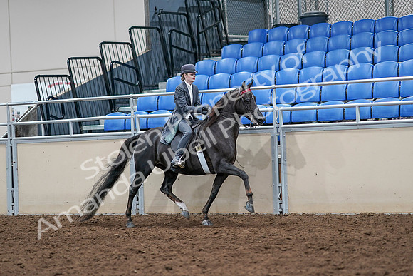 2020 - AB Morgan Horse - Sat, Sept 05 - 13910