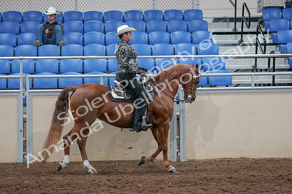 2020 - AB Morgan Horse - Sun, Sept 06 - 07557