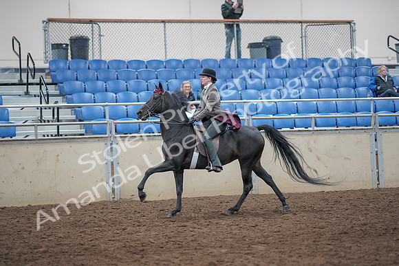 2019 Morgan Horse Show - Aug 31, 2019 - 09474