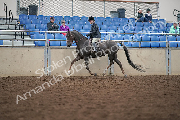 2019 Morgan Horse Show - Aug 30, 2019 - 20414