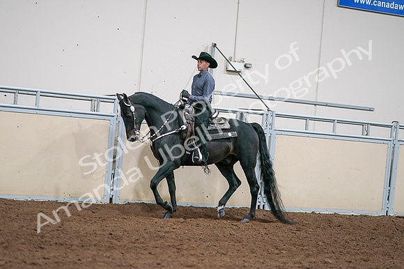 2020 - AB Morgan Horse - Fri, Sept 04 - 08531