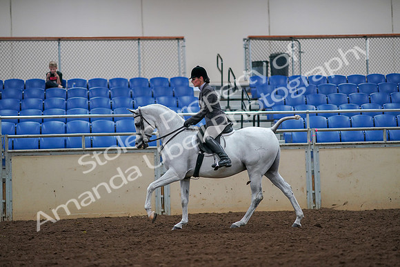 2019 Morgan Horse Show - Aug 30, 2019 - 17455