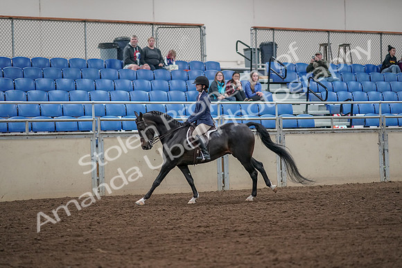 2019 Morgan Horse Show - Aug 31, 2019 - 05075