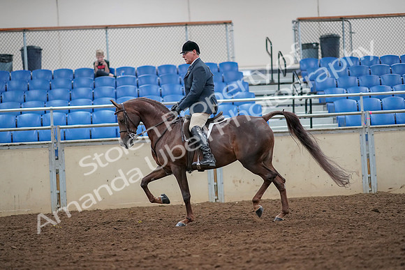 2019 Morgan Horse Show - Aug 30, 2019 - 17348