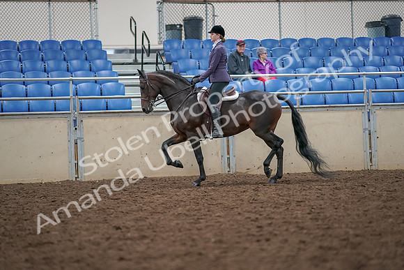 2019 Morgan Horse Show - Aug 30, 2019 - 20147