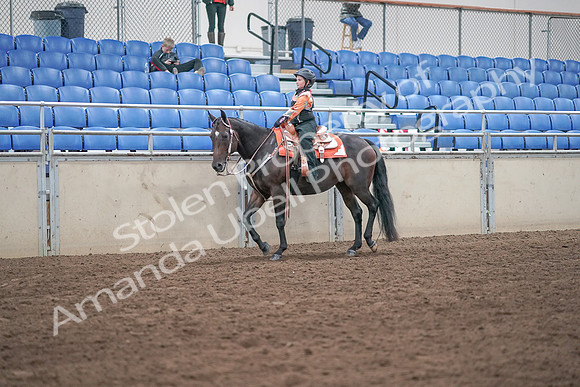2019 Morgan Horse Show - Sept 01, 2019 - 05722
