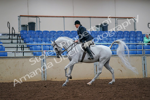 2019 Morgan Horse Show - Aug 30, 2019 - 17498