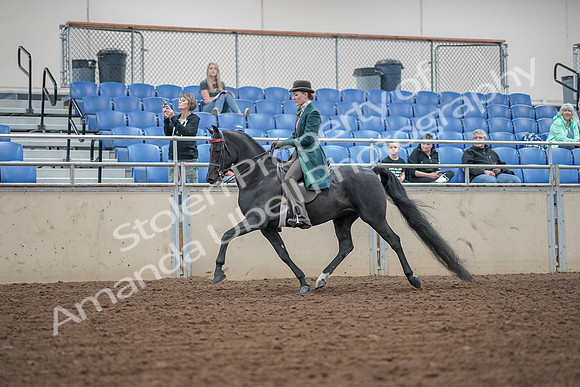 2019 Morgan Horse Show - Aug 30, 2019 - 15329