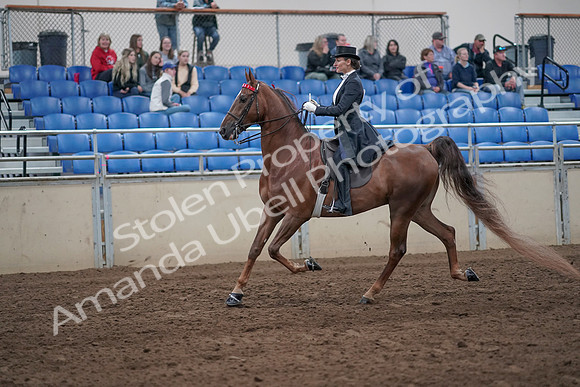 2019 Morgan Horse Show - Aug 31, 2019 - 20361