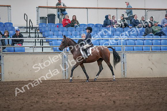 2019 Morgan Horse Show - Aug 31, 2019 - 19541