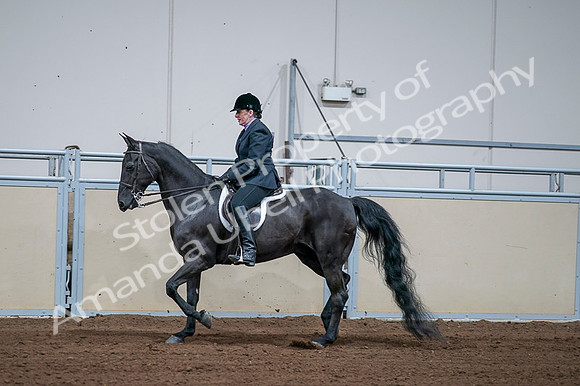 2020 - AB Morgan Horse - Fri, Sept 04 - 01580