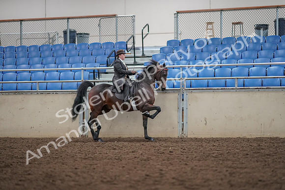 2019 Morgan Horse Show - Aug 30, 2019 - 28223