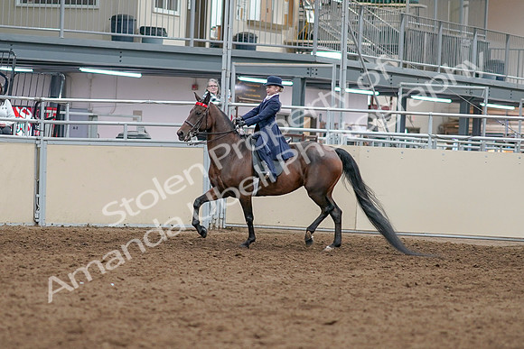 2020 - AB Morgan Horse - Sat, Sept 05 - 04745
