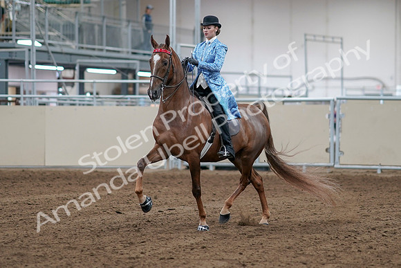 2020 - AB Morgan Horse - Sat, Sept 05 - 06106