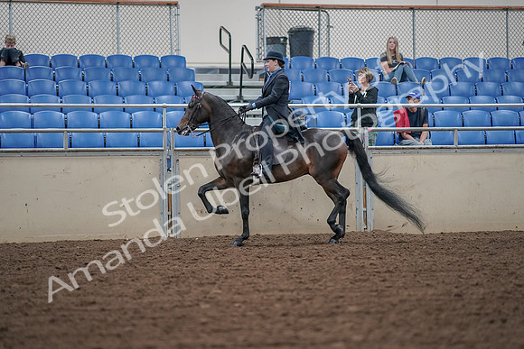 2019 Morgan Horse Show - Aug 30, 2019 - 15302