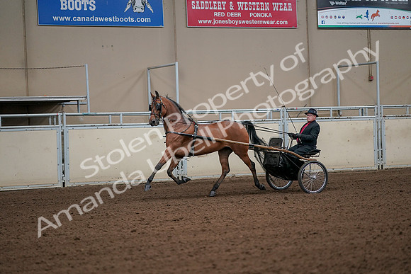 2019 Morgan Horse Show - Aug 30, 2019 - 13054