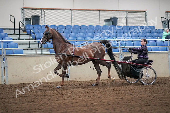 2019 Morgan Horse Show - Aug 30, 2019 - 13175
