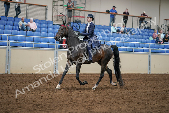 2020 - AB Morgan Horse - Sat, Sept 05 - 06274