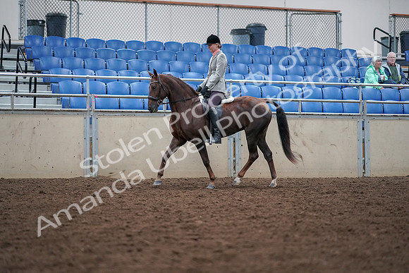 2019 Morgan Horse Show - Aug 30, 2019 - 18336