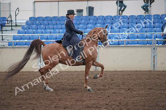 2019 Morgan Horse Show - Sept 01, 2019 - 12086
