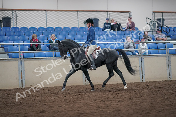 2019 Morgan Horse Show - Aug 31, 2019 - 16526