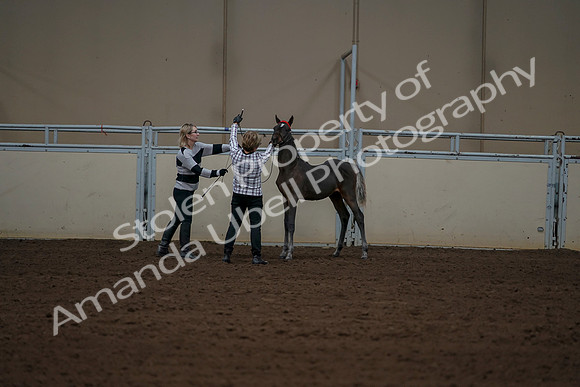 2019 Morgan Horse Show - Aug 30, 2019 - 24921