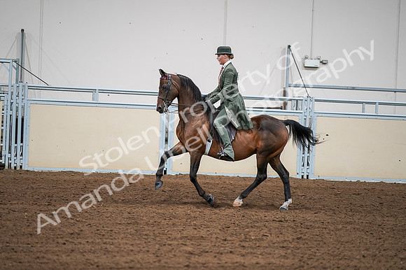 2020 - AB Morgan Horse - Fri, Sept 04 - 03305