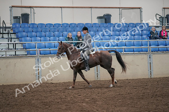 2019 Morgan Horse Show - Aug 31, 2019 - 07320