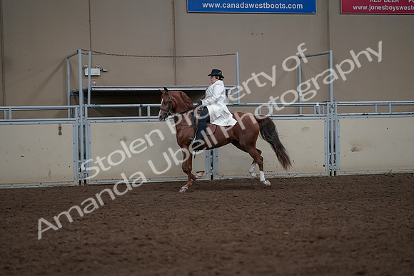 2019 Morgan Horse Show - Aug 31, 2019 - 17904