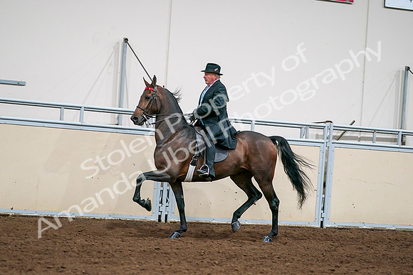 2020 - AB Morgan Horse - Sat, Sept 05 - 08128