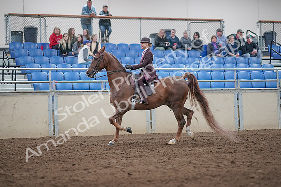 2019 Morgan Horse Show - Aug 31, 2019 - 20401