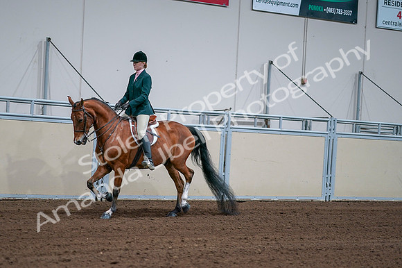 2020 - AB Morgan Horse - Fri, Sept 04 - 01583