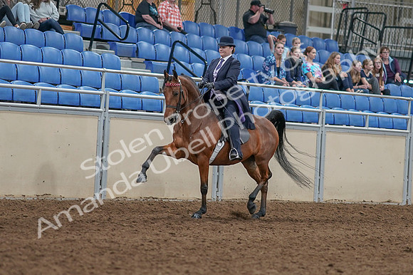 2020 - AB Morgan Horse - Fri, Sept 04 - 11462