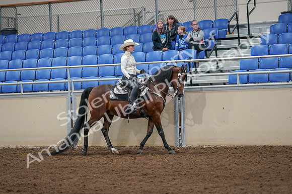 2020 - AB Morgan Horse - Fri, Sept 04 - 08435