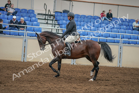 2020 - AB Morgan Horse - Sat, Sept 05 - 09320