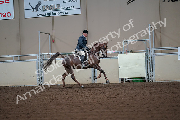 2019 Morgan Horse Show - Aug 30, 2019 - 17529
