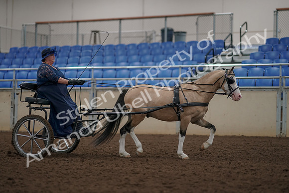 2019 Morgan Horse Show - Aug 31, 2019 - 04481
