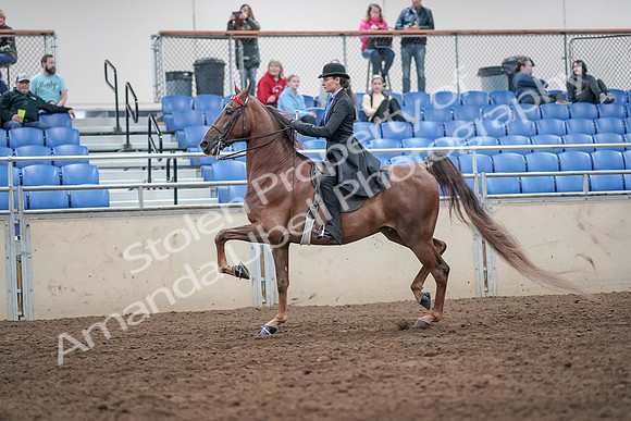 2019 Morgan Horse Show - Aug 31, 2019 - 21981