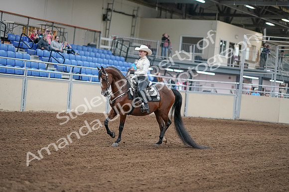 2020 - AB Morgan Horse - Fri, Sept 04 - 08251