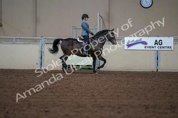 2019 Morgan Horse Show - Aug 30, 2019 - 18524