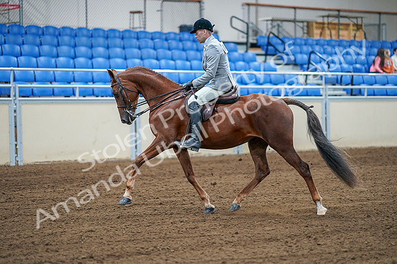 2020 - AB Morgan Horse - Fri, Sept 04 - 01476