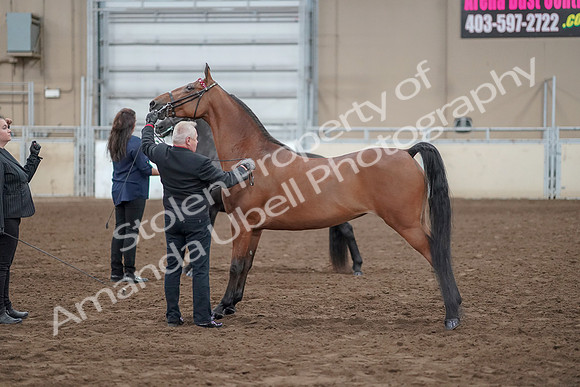 2019 Morgan Horse Show - Aug 31, 2019 - 00889