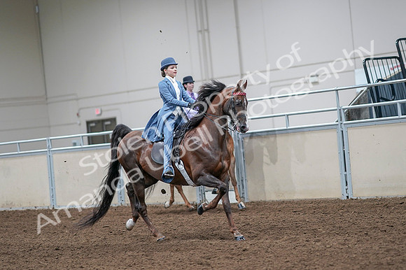 2020 - AB Morgan Horse - Fri, Sept 04 - 05045