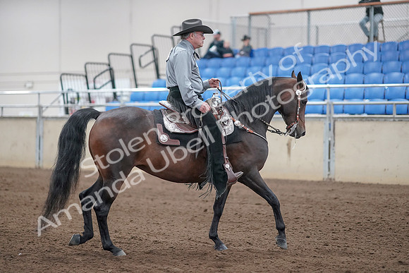 2019 Morgan Horse Show - Sept 01, 2019 - 07021